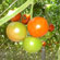 Klaster - Grapolo - Grozdasti paradajz.